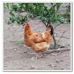 国产三色母鸡在线视频,探寻传统养殖与现代科技的完美融合