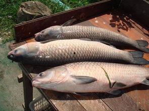 国产精品青鱼视频