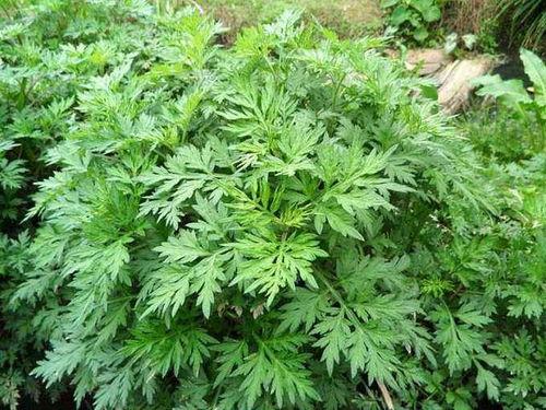 国产艾草精品合集视频,国产艾草精品合集深度解析